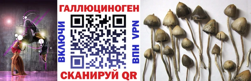 Псилоцибиновые грибы GOLDEN TEACHER  купить   Велиж 